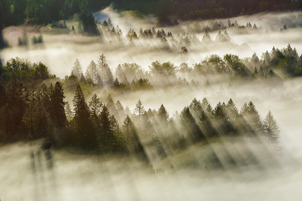fogforest.jpg