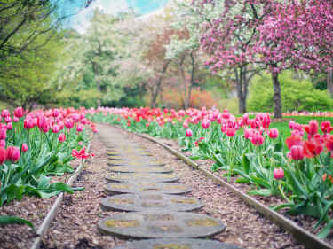 Photo of walkway with flowers
